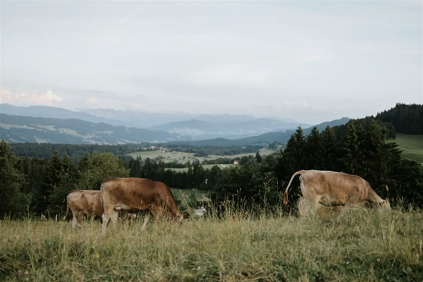 Kühe auf der Weide am Scheidegger Höhenweg mit Alpenblick